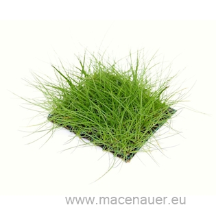 Eleocharis pusilla pad