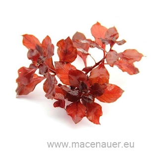 Ludwigia spec. Super Red