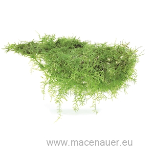 Taxiphyllum barbieri - Portion