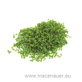 Micranthemum spec. ´Montecarlo´ In-Vitro