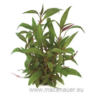 Alternanthera reineckii ROT, XXL