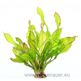 Echinodorus ´Green Chamäleon´ (VE = 5) *NEU*