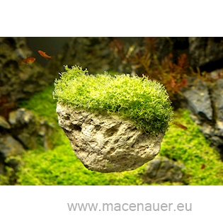 MACENAUER Dekorace Avatar Rock S, 10-17 cm