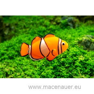 MACENAUER Dekorace Clown Fish 9,7 x 14 x 2,5 cm