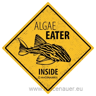 Macenauer Samolepka Algae eater inside, 7,5x7,5 cm