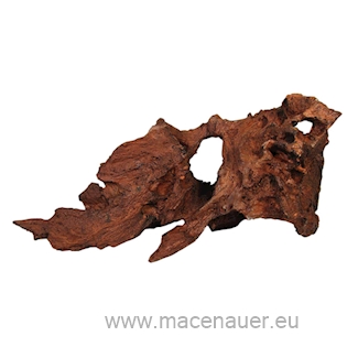 MACENAUER Dekorace Mangrowen Wurzel 22 cm