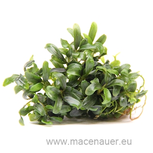 Bucephalandra spec. ´Mini Needle Leaf´ In-Vitro