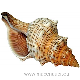 MACENAUER Dekorace mušle Trapezium 12 cm
