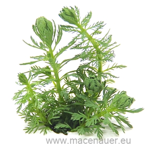 Myriophyllum spec. ´Guayana´