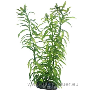 HOBBY Plastová rostlina Heteranthera, 25cm