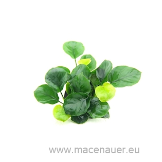 Anubias barteri ´Coin Leaf´ NEU!