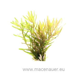 Rotala rotundifolia ´Laos´ NEU!