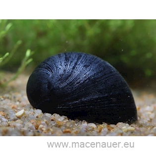 Zubovec pacifický white, 2 cm