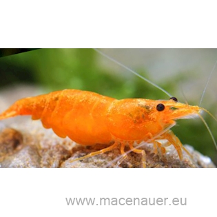 Krevetka lanceolata - Orange Sunkist, 2 cm