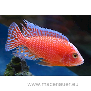 Tlamovec Aulonocara sp. Fire Fish, 4,5 cm