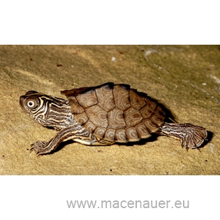 Želva mapová