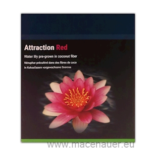 NYMPHAEA NATURA ATTRACTION, leknín červený