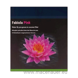 NYMPHAEA NATURA FABIOLA, leknín růžový