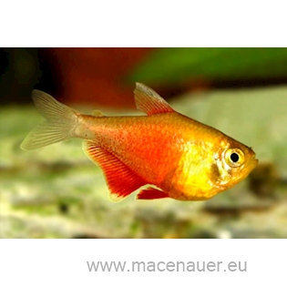 Tetra červená - forma orange, 2,5 cm