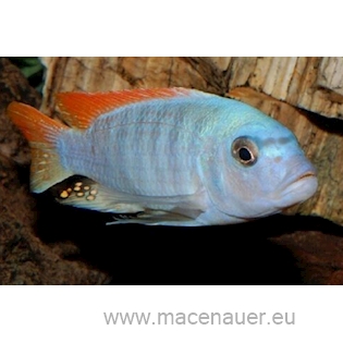 Tlamovec červenoploutvý, 4 cm