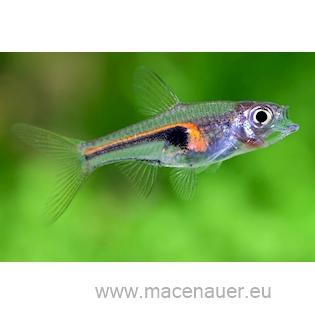 Rasbora Hengelova, 2,5 cm