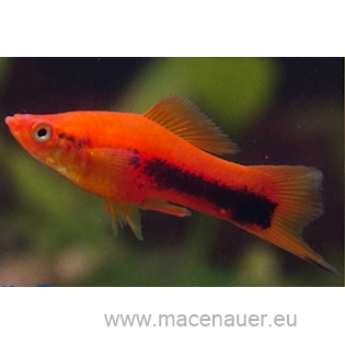 Mečovka mexická Tuxedo, 3,5 cm
