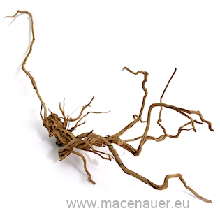 MACENAUER Kořen Curl Wood S (Č.: 81204)