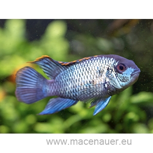 Akara modrá - blue neon, 4 cm