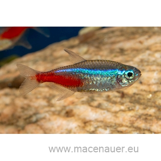 Tetra neonová, 2,5 cm