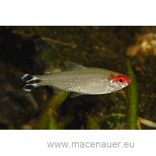 Tetra červenohlavá, 3 cm