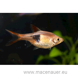 Rasbora klínoskvrnná, 2,5 cm