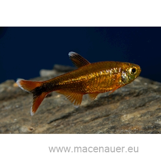 Tetra měděná, 2,5 cm