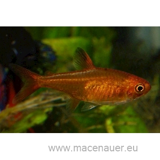 Tetra rudá, 2 cm