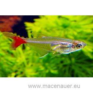 Tetra vláknoploutvá, 3,5 cm