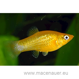 Živorodka Gold Molly, 4,5 cm