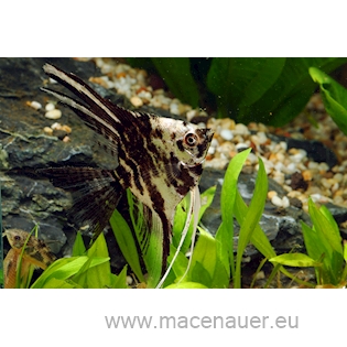 Skalára mramorová, 3,5 cm