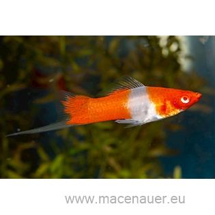 Mečovka zelená var. Koi Red-White, 4,5 cm