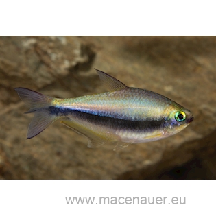 Tetra císařská, 2,5 cm