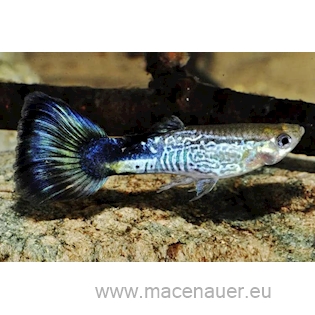 Paví očko Blue Cobra L/XL samice, 3,5 cm