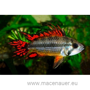 Cichlidka kakadu "Double Red", 3,5 cm