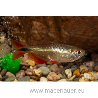 Tetra kosočtverečná, 3 cm