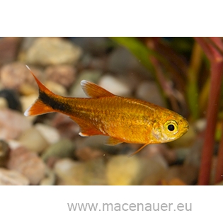 Tetra měděná L, 3 cm