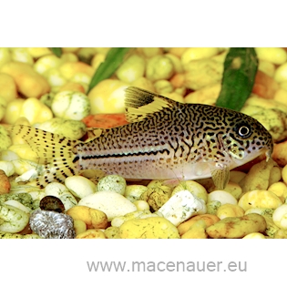 Pancéřníček leopardí, 3 cm