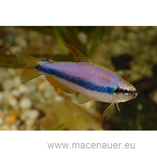 Tetra královská Super Blue, 2,5 cm