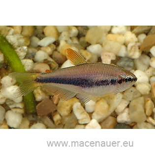 Tetra královská, 2,5 cm