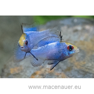 Cichlidka Ramirezova - Blue Electric, 4 cm