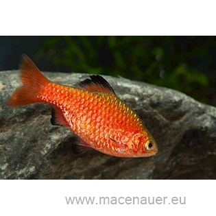 Parmička nádherná "super red", 4 cm