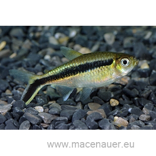 Tetra křivopruhá, 2,5 cm