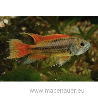 Cichlidka kakadu Orange, 3,5 cm