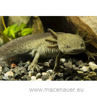 Axolotl mexický L, 10 cm